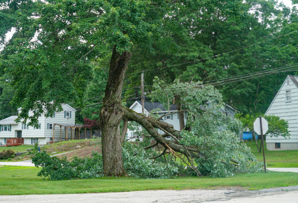 The Steps Involved in Our Tree Care Process in Wentzville, MO